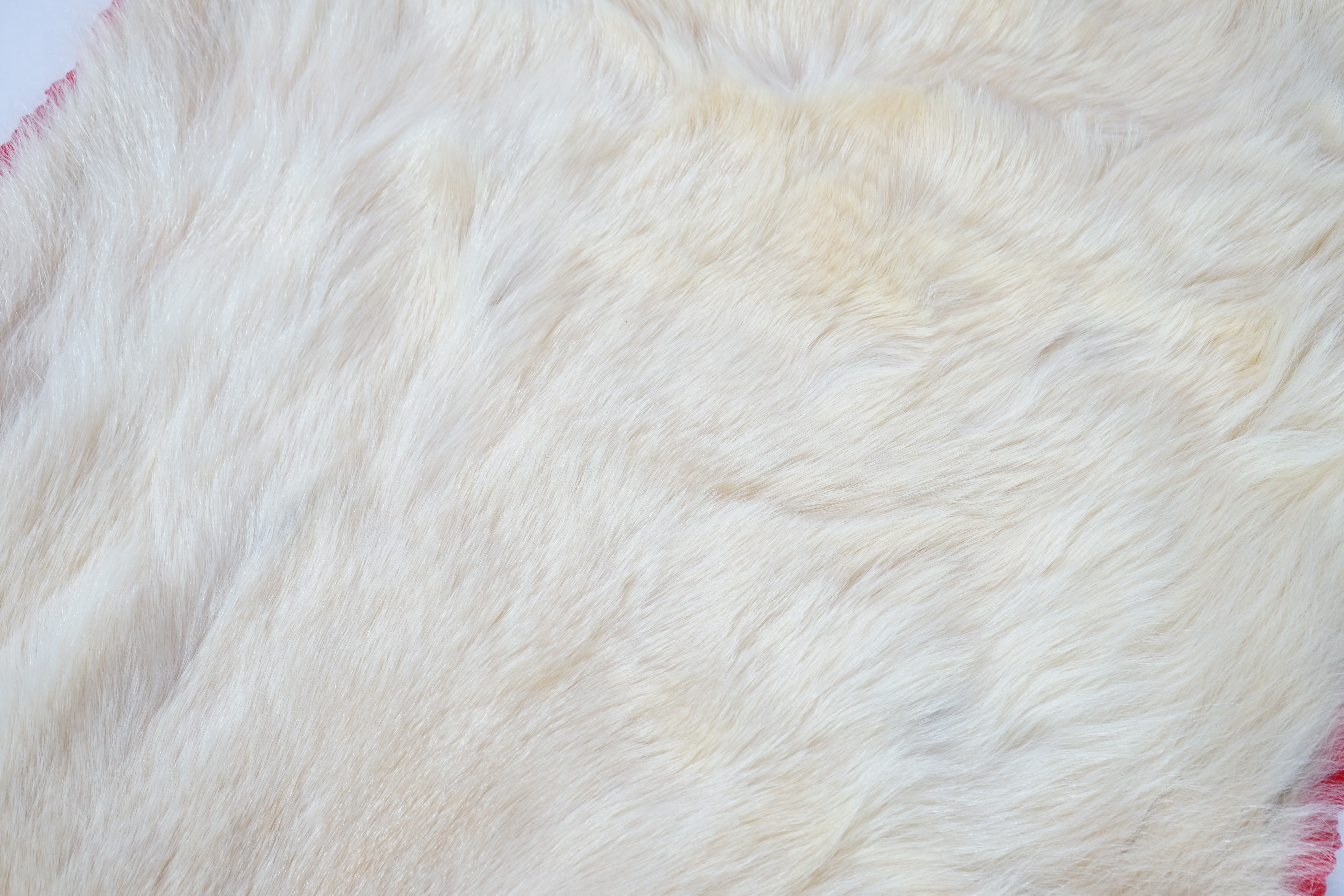 A Ken Hawkins taxidermy polar bear skin rug